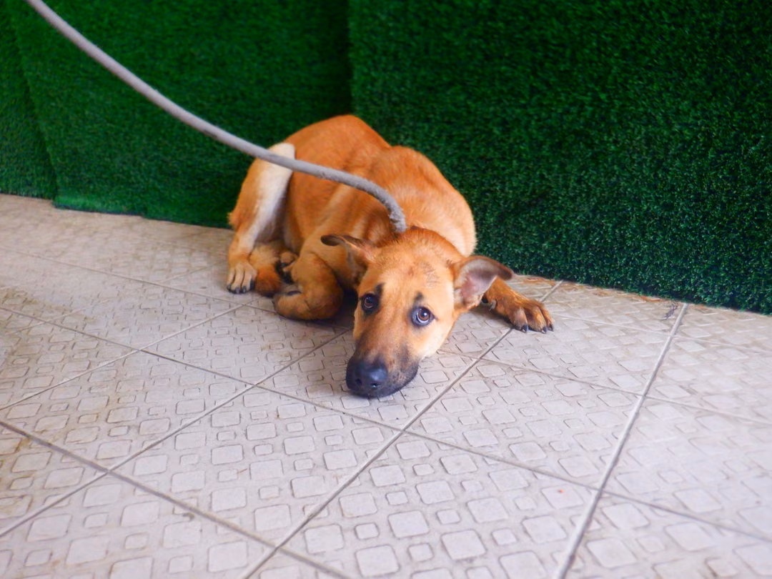 Tan adult female mixed-breed dog, Medium, shelter no. …6710