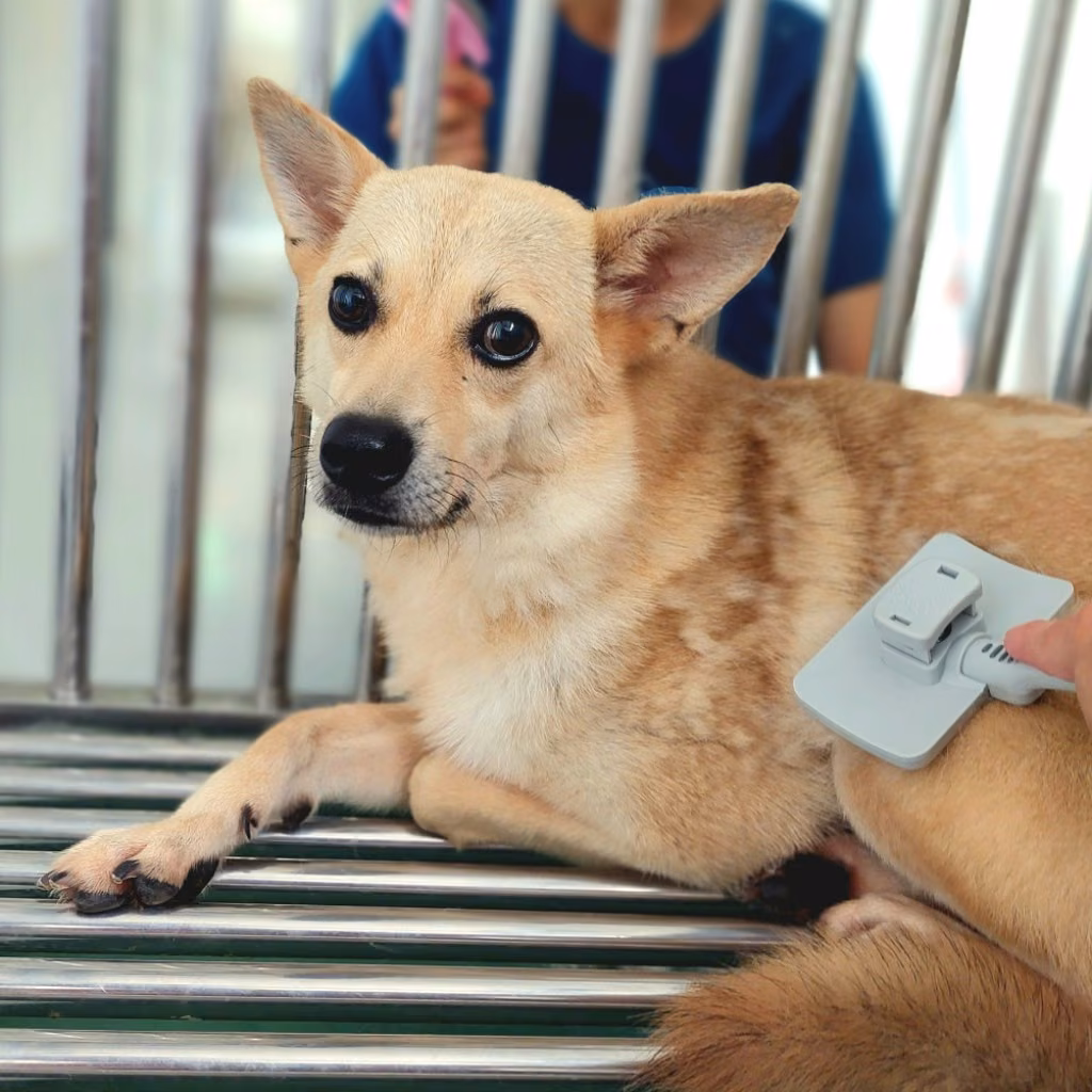 Brown-and-white adult female mixed-breed dog, Medium, shelter no. …6002