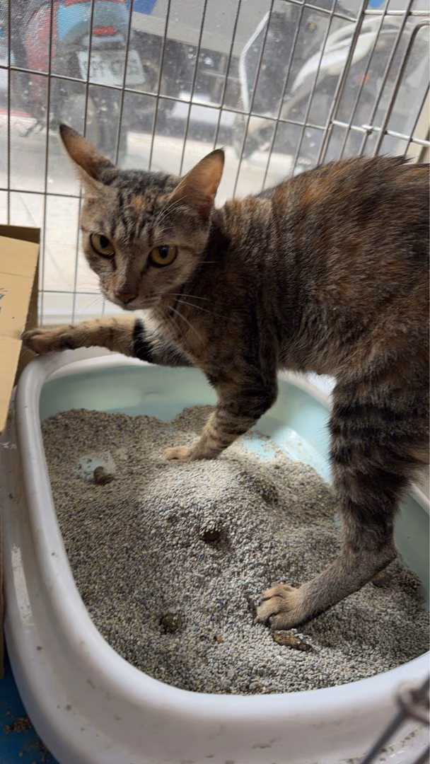 Tabby young female mixed-breed cat, Small, shelter no. …2001