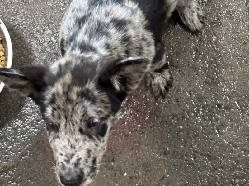 Black-and-white adult male mixed-breed dog, Medium, shelter no. …3012