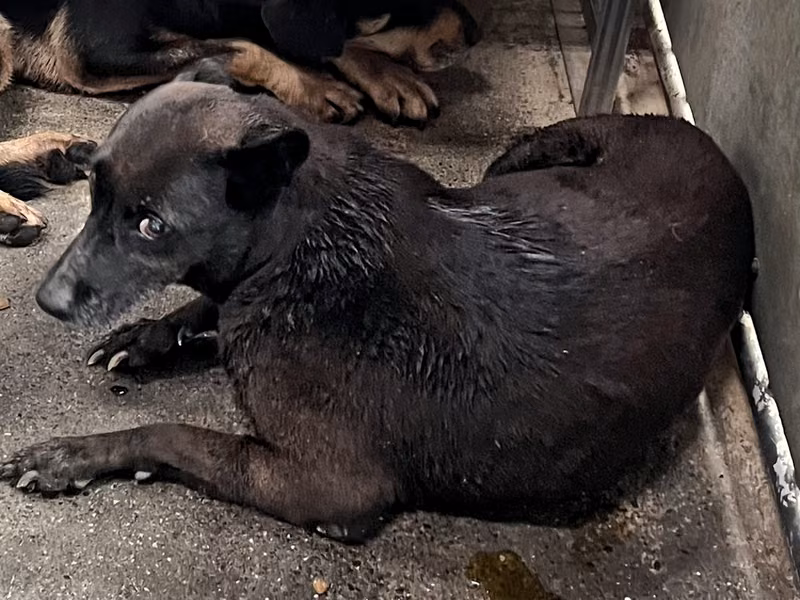Black adult female mixed-breed dog, Medium, shelter no. …6005