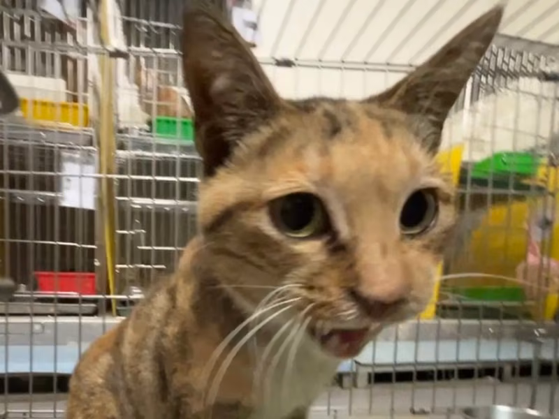 Calico adult female mixed-breed cat, Medium, shelter no. …1004