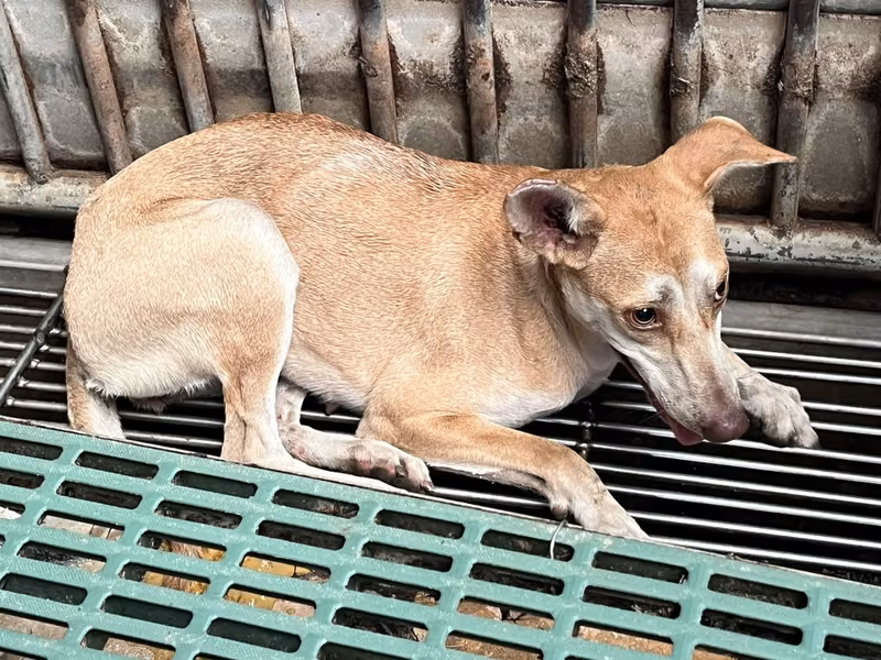 Tan-and-white adult female mixed-breed dog, Medium, shelter no. …3005