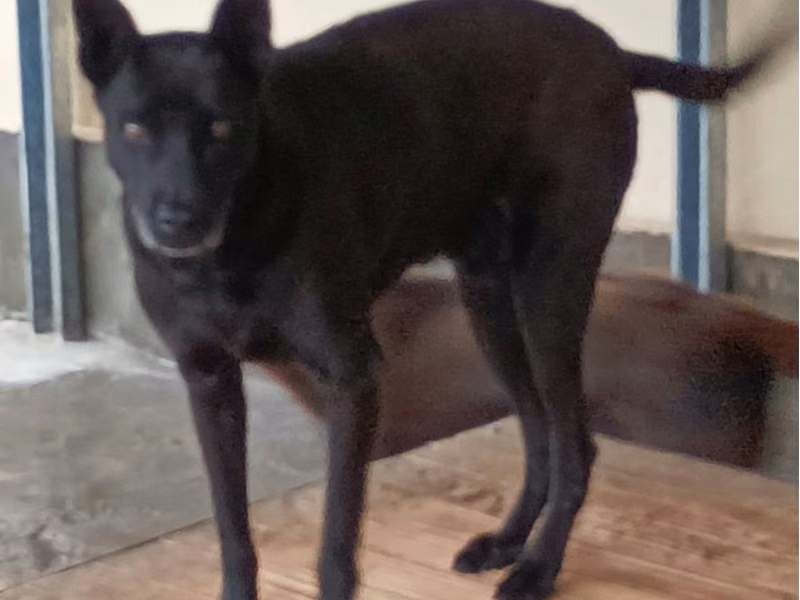 Black adult male mixed-breed dog, Large, shelter no. …116D