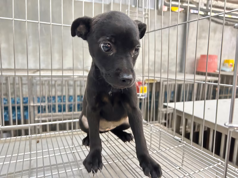 Black young female mixed-breed dog, Medium, shelter no. …1004