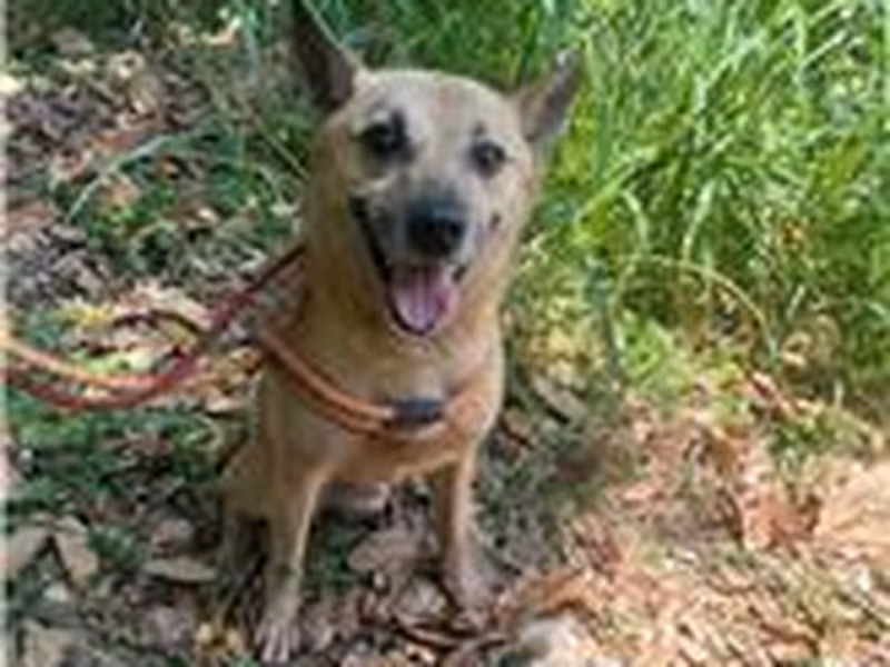 Tan adult male mixed-breed dog, Medium, shelter no. …9002