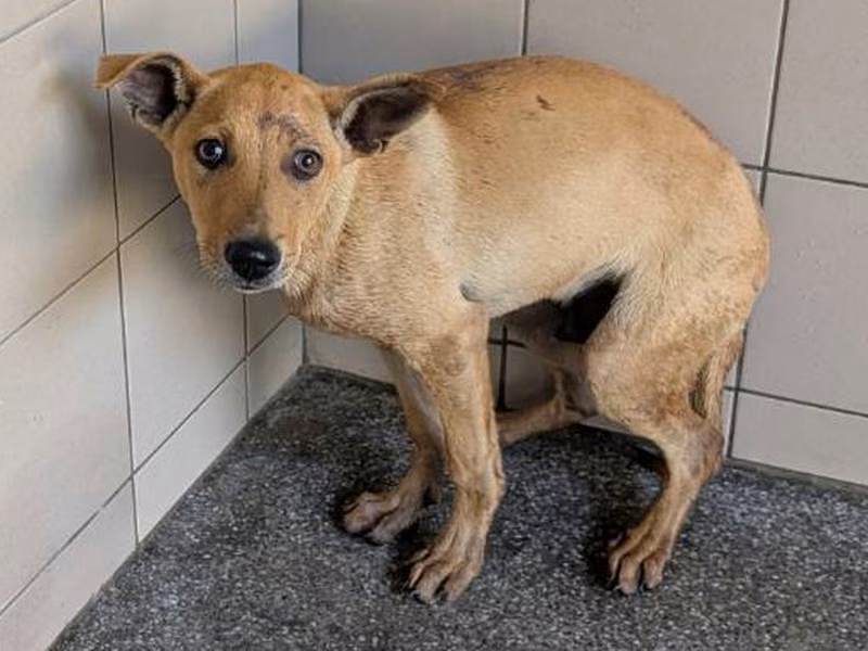Tan adult male mixed-breed dog, Large, shelter no. …1501