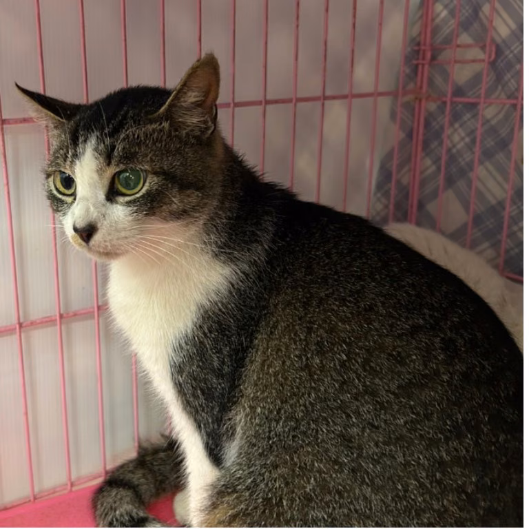Tabby-and-white adult female mixed-breed cat, Medium, shelter no. …2303
