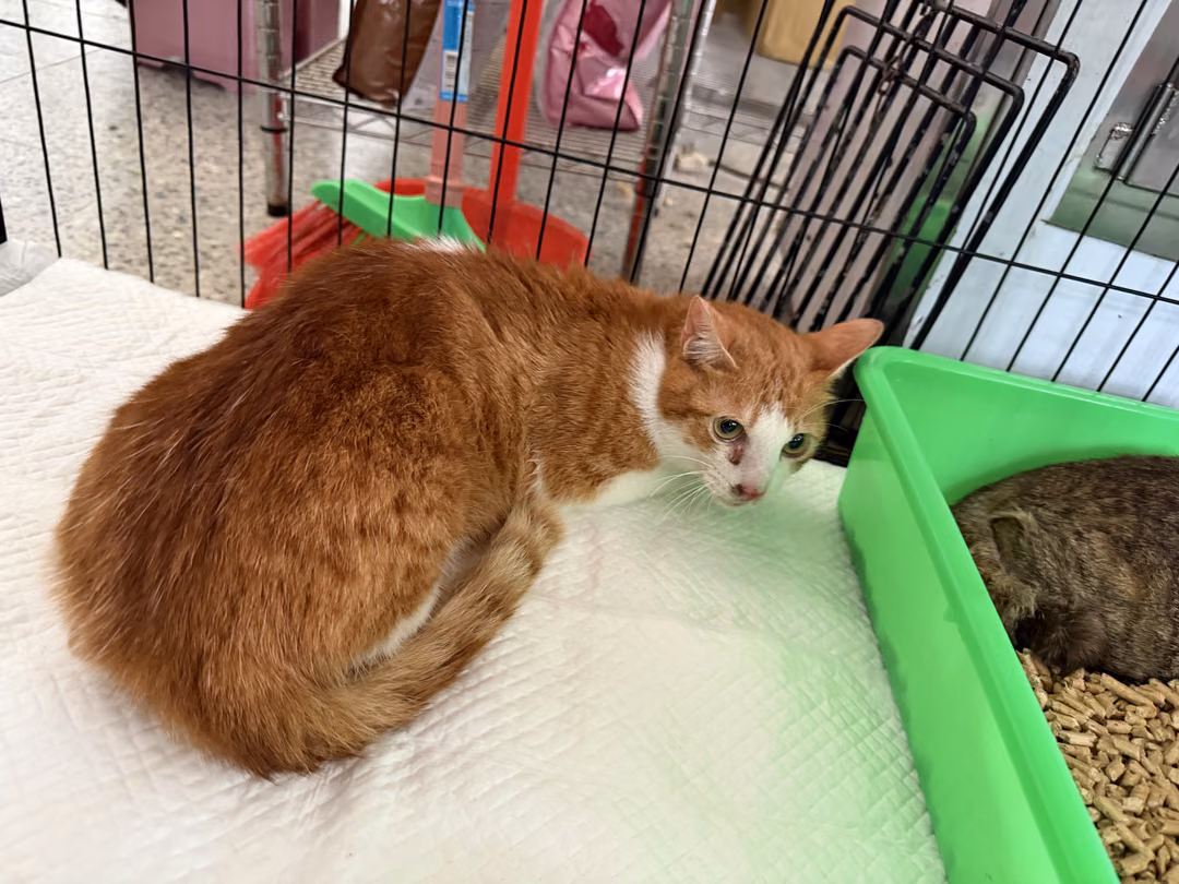 Brown adult male mixed-breed cat, Medium, shelter no. …9006