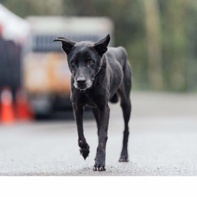 Black adult female mixed-breed dog, Medium, shelter no. …2509