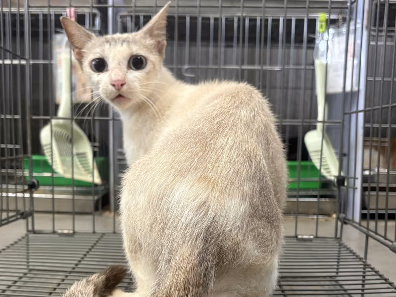 Gray-and-white adult female mixed-breed cat, Medium, shelter no. …0002