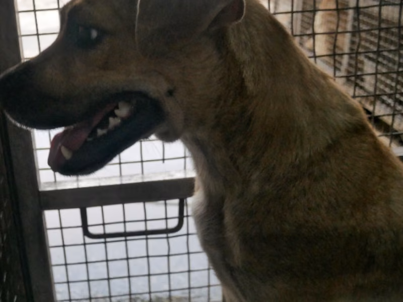 Tan adult female mixed-breed dog, Medium, shelter no. …9-06