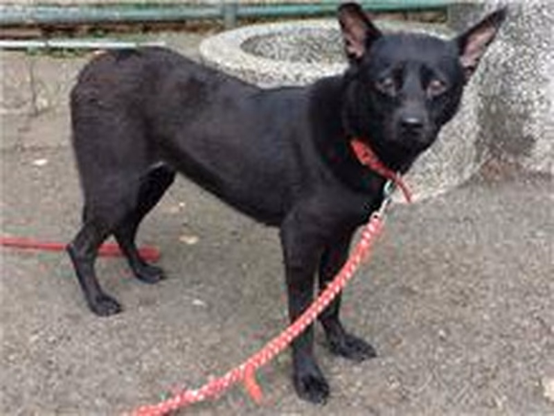 Black adult female mixed-breed dog, Medium, shelter no. …0102