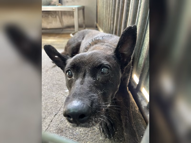 Black adult male mixed-breed dog, Medium, shelter no. …8001