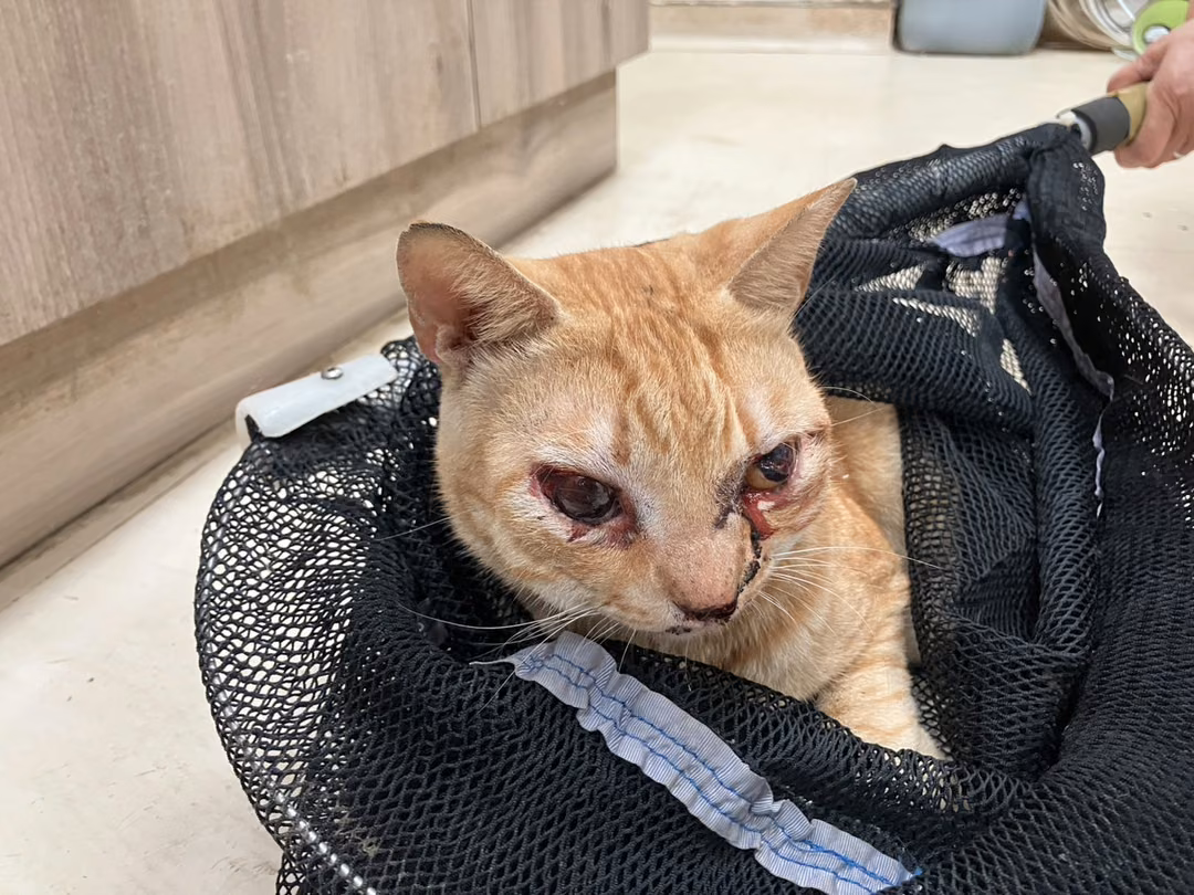 Orange adult male mixed-breed cat, Medium, shelter no. …2001