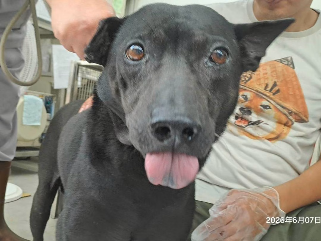 Black adult male mixed-breed dog, Medium, shelter no. …0702