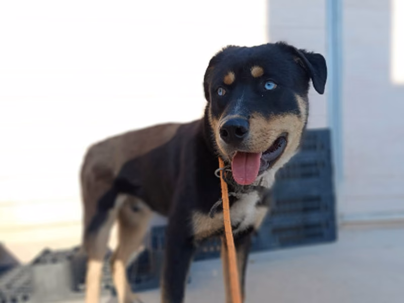 Ternasky, Male · Dog