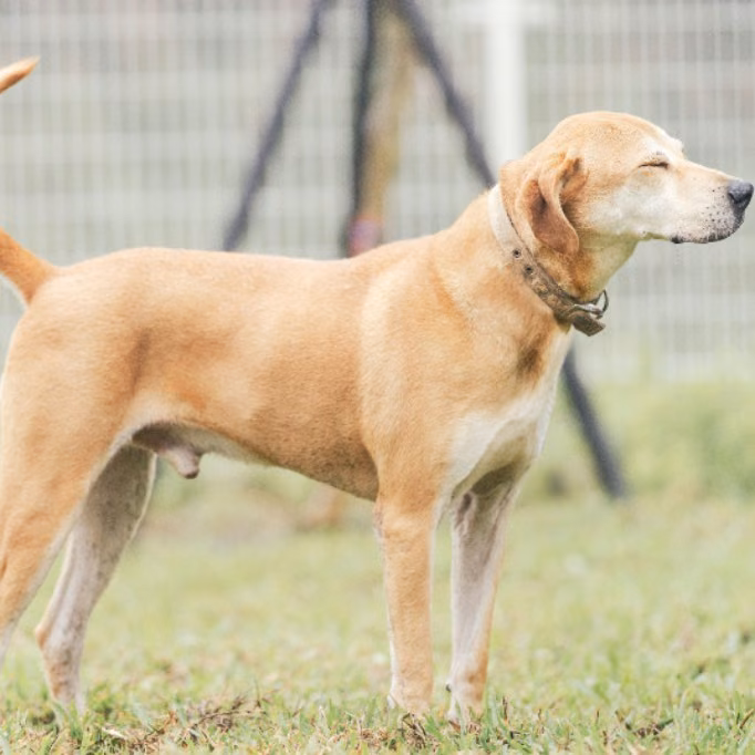 Tan adult male mixed-breed dog, Large, shelter no. …5004