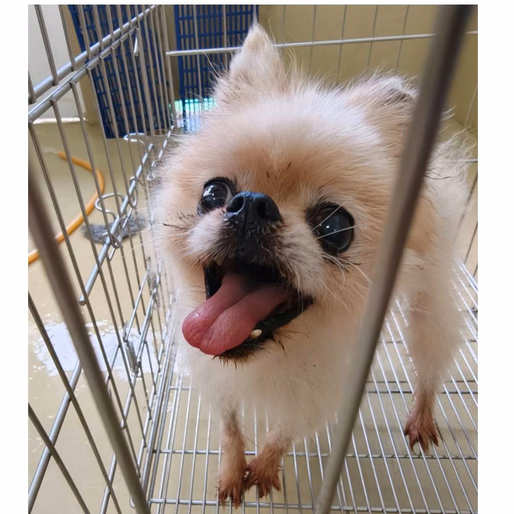 White adult male Pomeranian, Small, shelter no. …9001