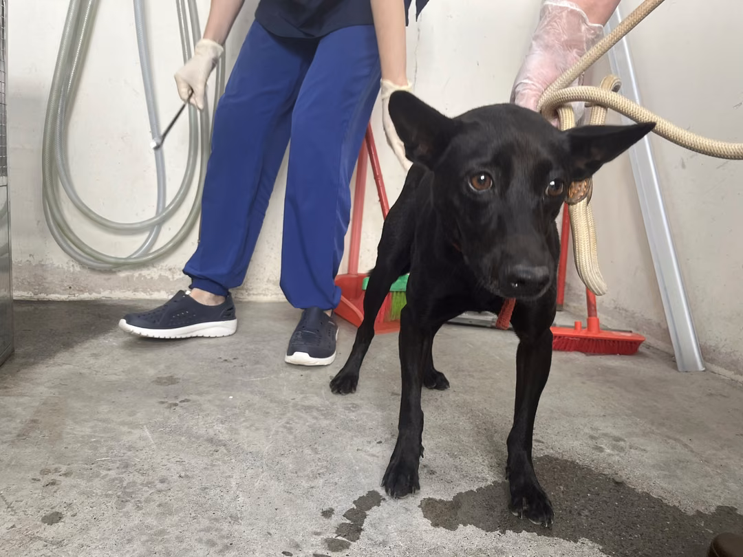 Black adult female mixed-breed dog, Medium, shelter no. …1405