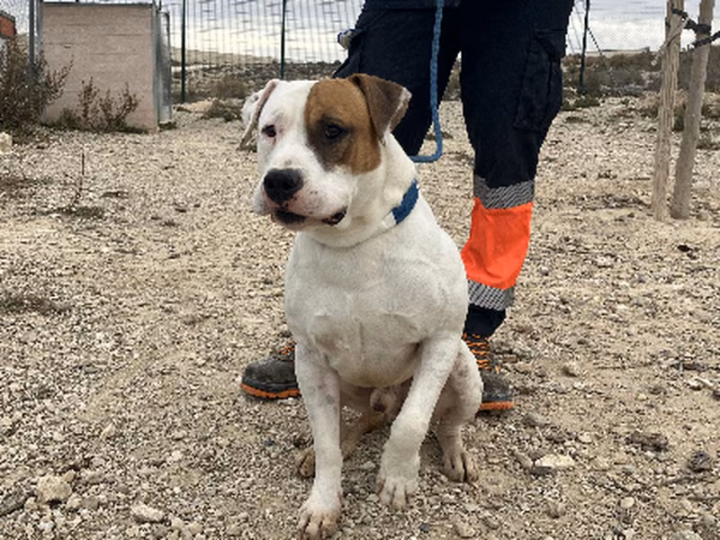 Godo, Adult · Male · Large · Mixed breed