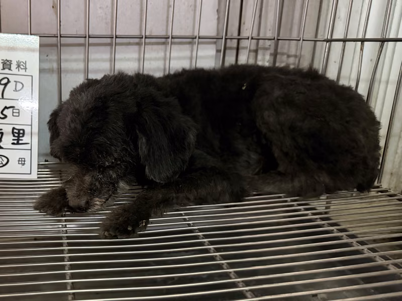 Black adult male poodle, Small, shelter no. …079D