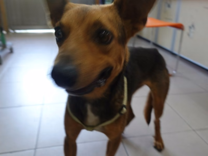 Black-and-brown adult male mixed-breed dog, Medium, shelter no. …4-07