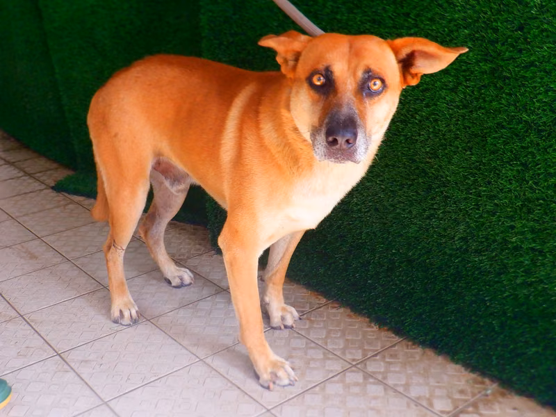 Tan adult male mixed-breed dog, Medium, shelter no. …9753