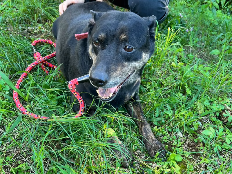 Black adult male mixed-breed dog, Medium, shelter no. …8001