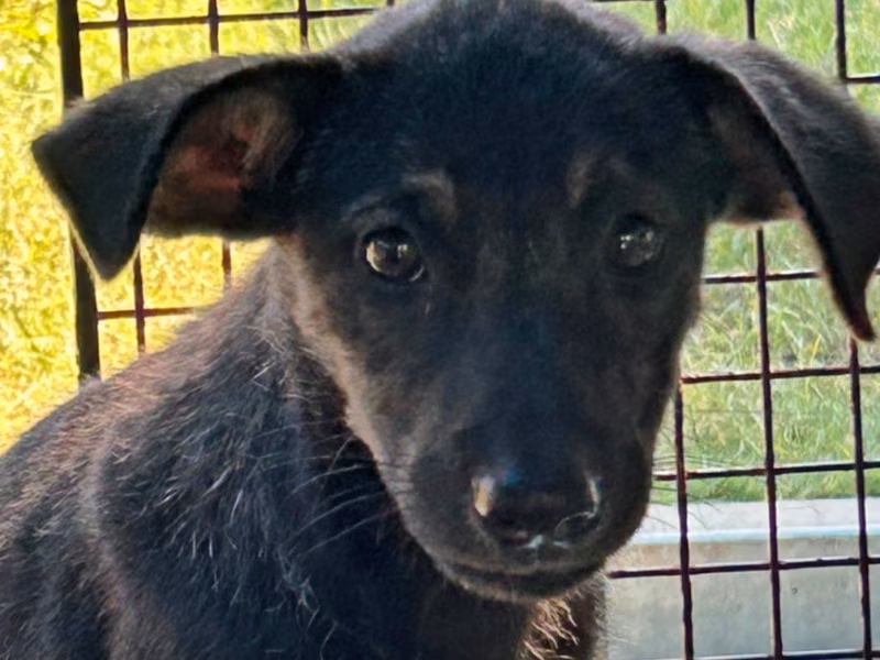 Black young female mixed-breed dog, Small, shelter no. …3006