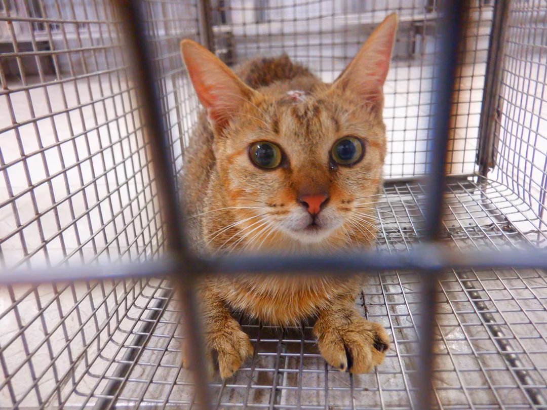 Tabby adult female mixed-breed cat, Small, shelter no. …16C2