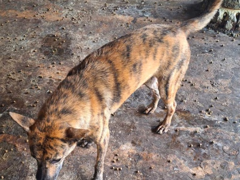 Black-and-tan adult female mixed-breed dog, Medium, shelter no. …017D