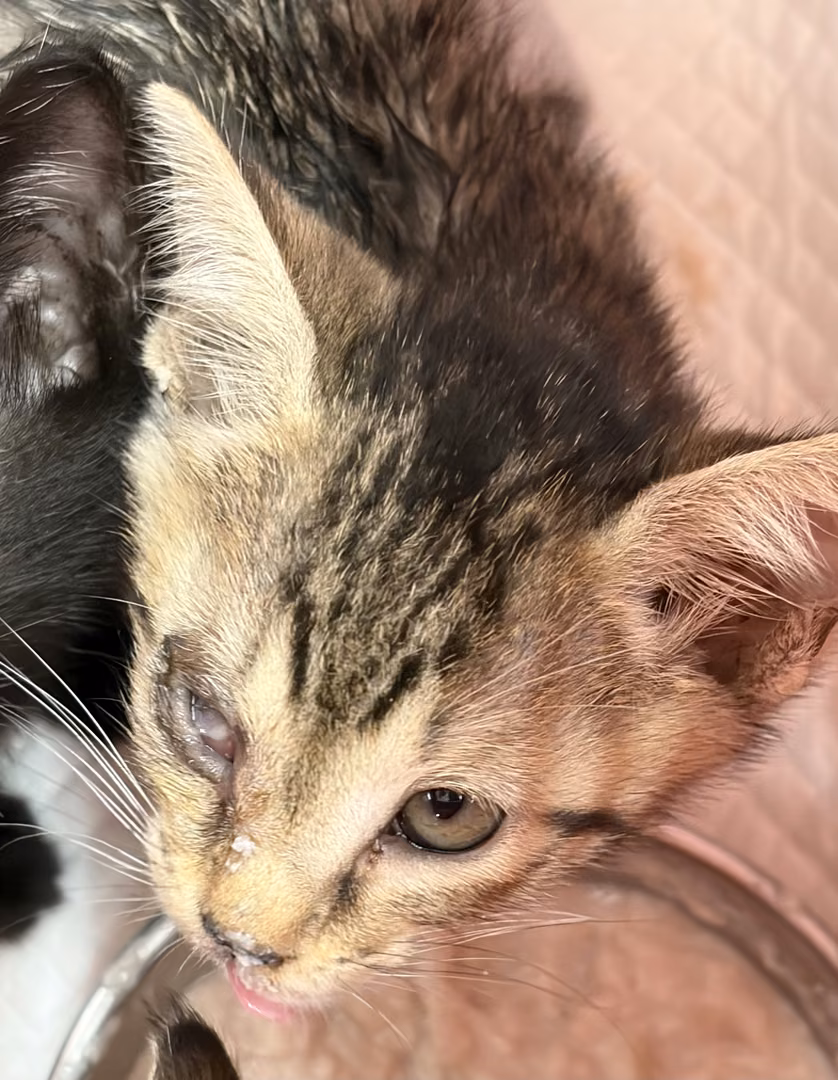 Tabby young male mixed-breed cat, Small, shelter no. …7002