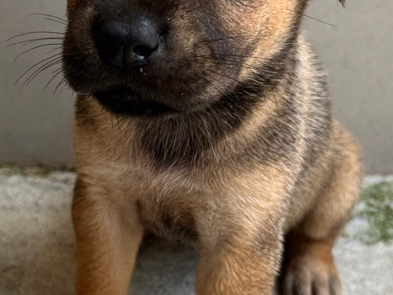 Brown young female mixed-breed dog, Medium, shelter no. …1004