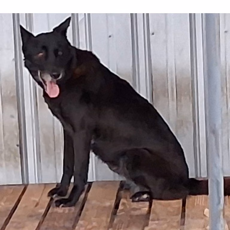 Black adult female mixed-breed dog, Large, shelter no. …011D