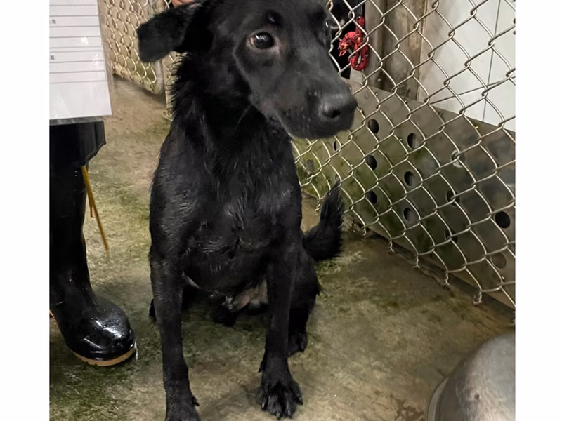 Black adult male mixed-breed dog, Medium, shelter no. …0004