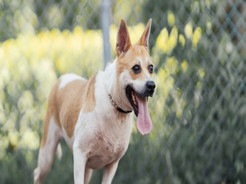 Tan-and-white adult female mixed-breed dog, Medium, shelter no. …1406