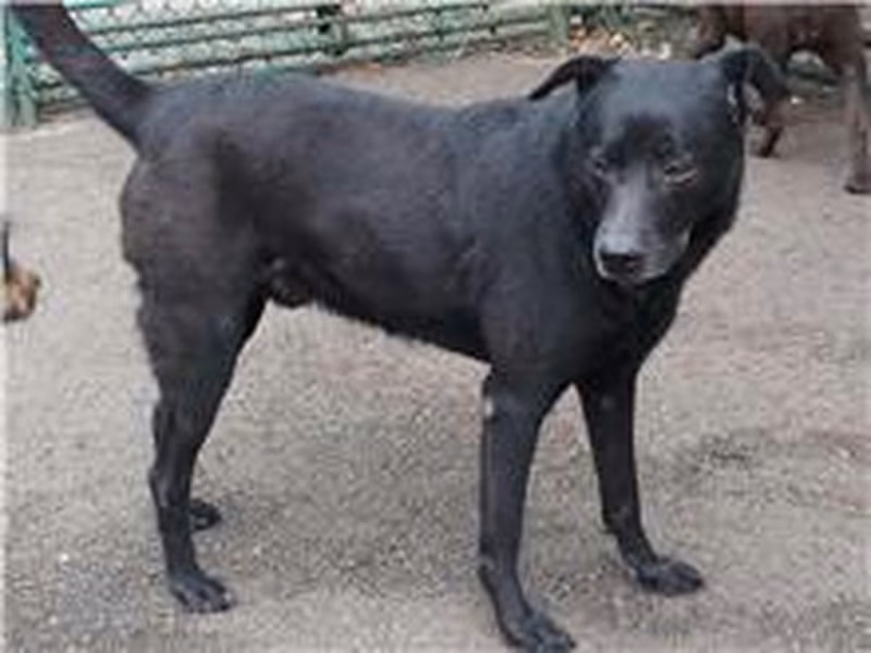 Black adult male mixed-breed dog, Medium, shelter no. …0611
