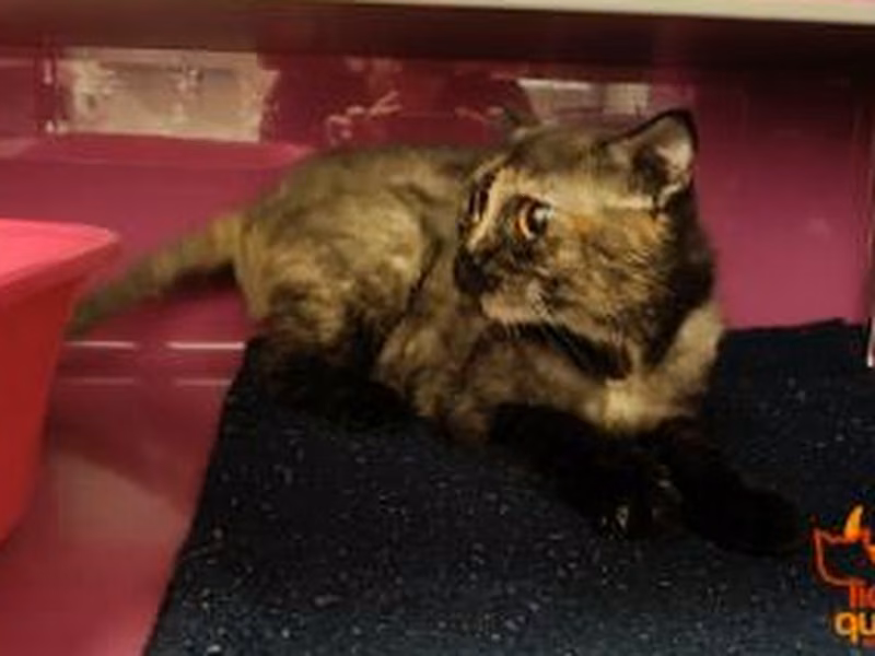 Calico adult female Scottish Fold, shelter no. …3205
