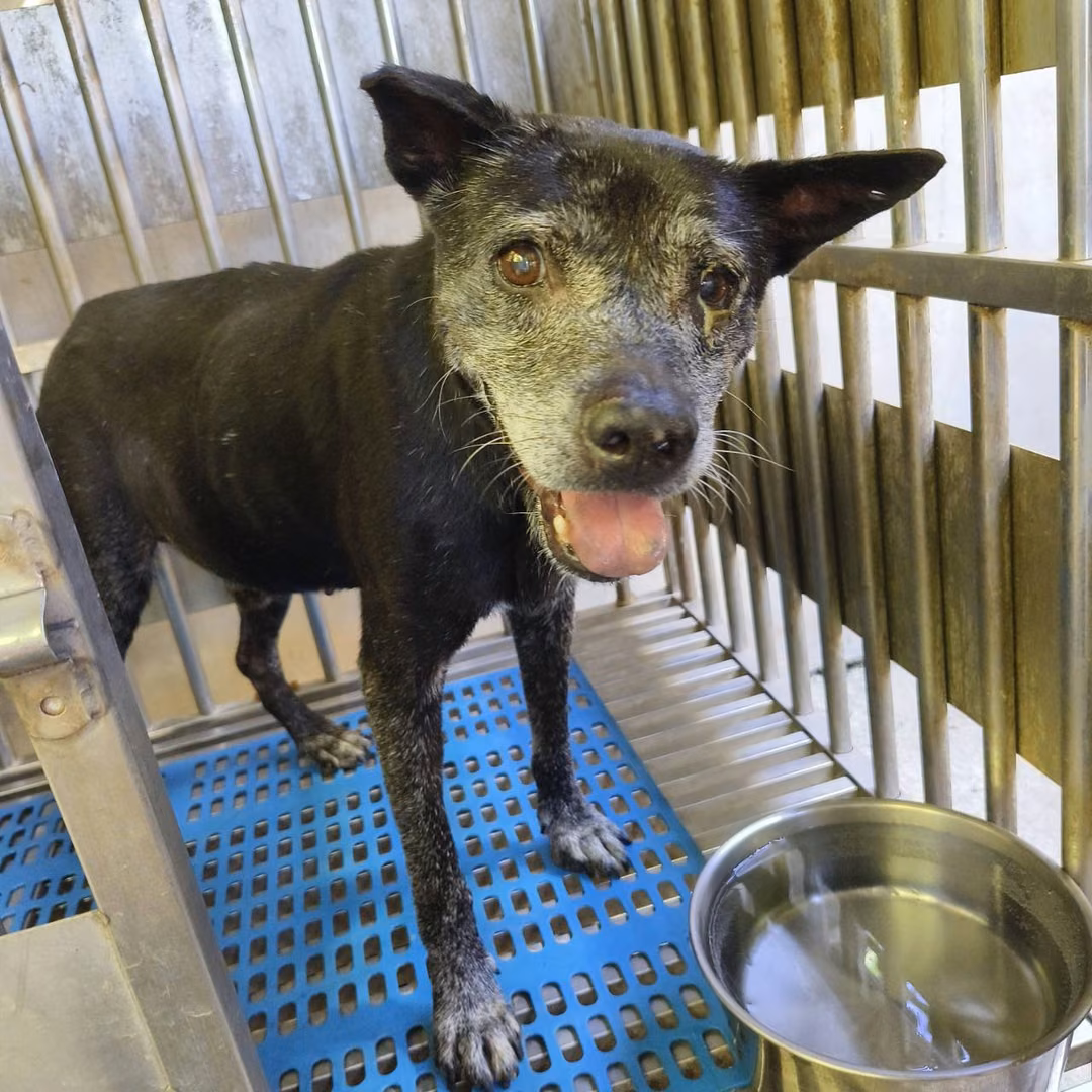 Black adult male mixed-breed dog, Medium, shelter no. …4001