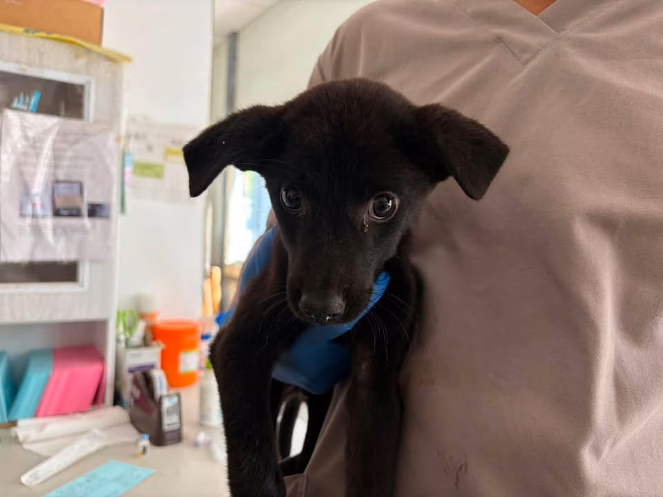 Black young male mixed-breed dog, Small, shelter no. …0903