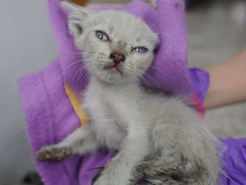 Black-and-white young mixed-breed cat, Small, shelter no. …1250