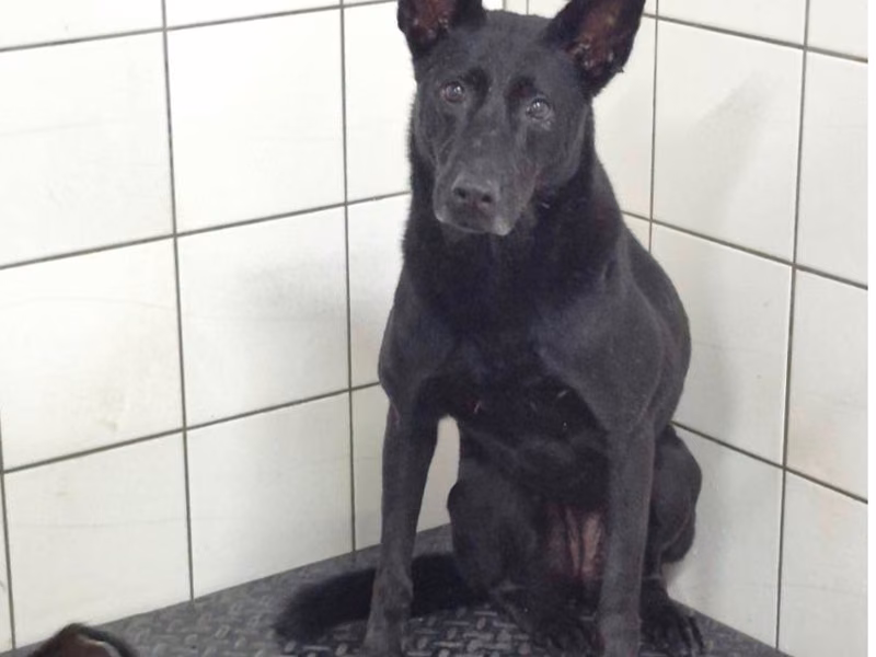 Black adult female mixed-breed dog, Large, shelter no. …0902