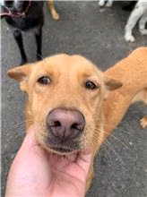 Tan adult female mixed-breed dog, Medium, shelter no. …7001