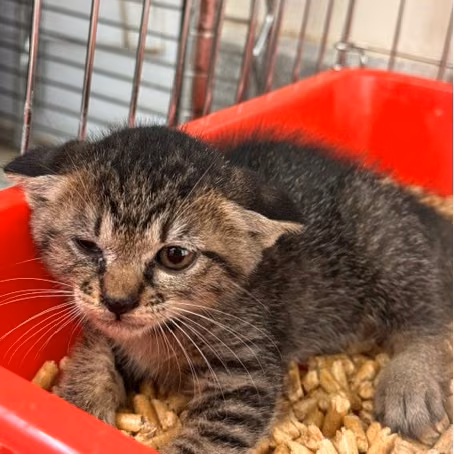 Pusang halo ang lahi (Bata, may guhit), Maliit, blg. ng shelter …4003