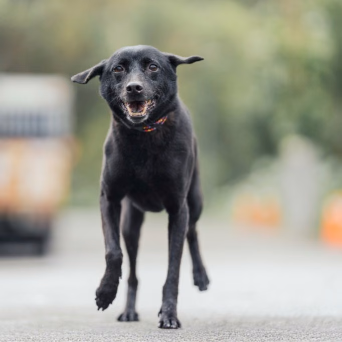 Black adult female mixed-breed dog, Medium, shelter no. …2405