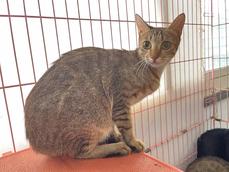 Tabby adult female mixed-breed cat, Medium, shelter no. …2402