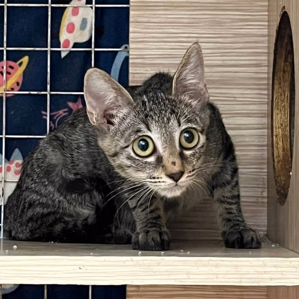 Tabby young female mixed-breed cat, Small, shelter no. …1-01