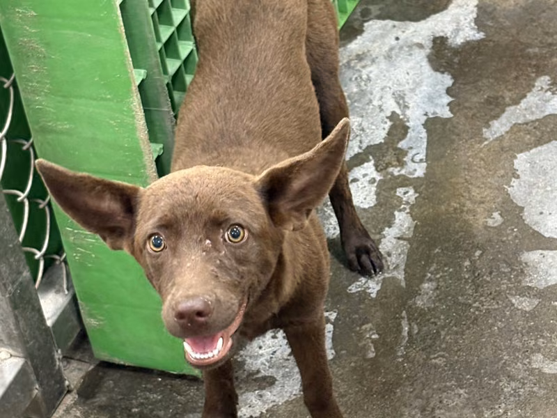 Brown adult female mixed-breed dog, Medium, shelter no. …6004