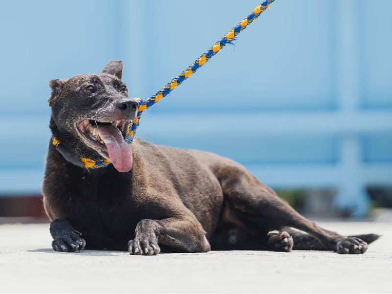 Black adult female mixed-breed dog, Small, shelter no. …4002